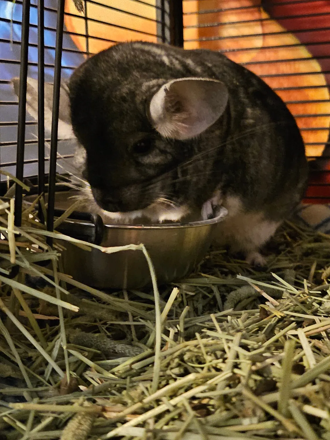 Ray, a grey chinchilla, eating from a metal bowl in a hay-filled cage